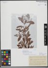 Foto von Salix variifolia Freyn & Sint.